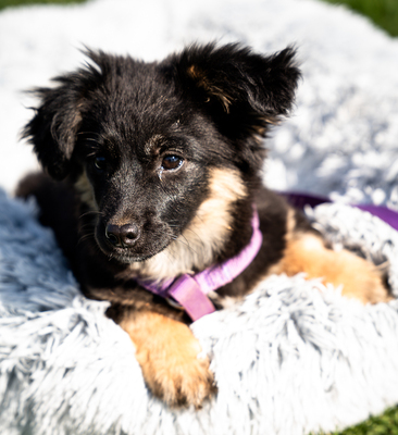 Perla, mischling Welpen - Hündin