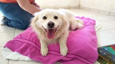 Persa - Menschenbezogene Hundedame, ca. 2 Jahre/15kg, Mischling - Hündin