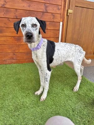 Peru, Dalmatiner oder Pointer-Mix - Hündin