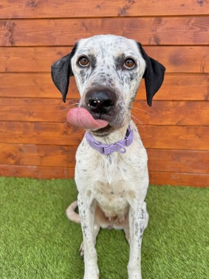 Peru, Dalmatiner oder Pointer-Mix - Hündin