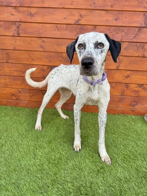 Peru, Dalmatiner oder Pointer-Mix - Hündin