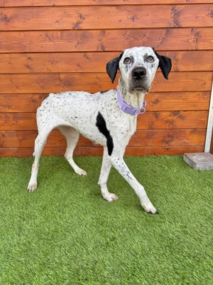 Peru, Dalmatiner oder Pointer-Mix - Hündin