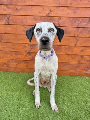 Peru, Dalmatiner oder Pointer-Mix - Hündin
