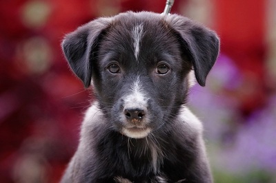 Pete, Mischling Welpen - Rüde