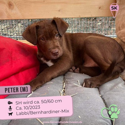 😍 Peter (m), 4 Monate, im Wachstum, Slowakei - verspielt, Bernhardiner/Labrador-Mischling - Rüde
