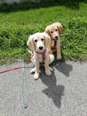 Peter und Paul, Cocker /goldi Welpen - Rüde