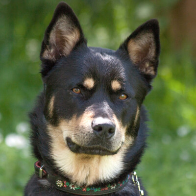 Peti, Husky-Berner Sennen-Mix - Hündin