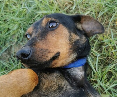 Petit, Pinscher-Mischling Welpen - Hündin