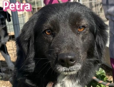 Petra, Mischling - Hündin