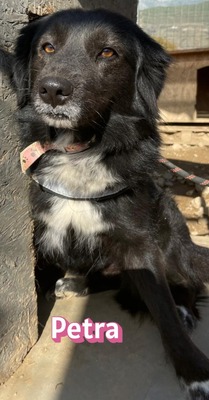 Petra, Mischling - Hündin