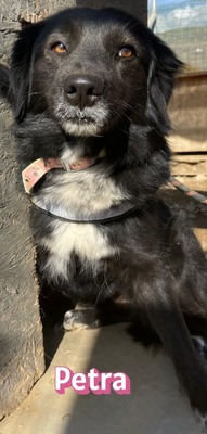 Petra, Mischling - Hündin