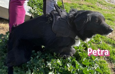 Petra, Mischling - Hündin