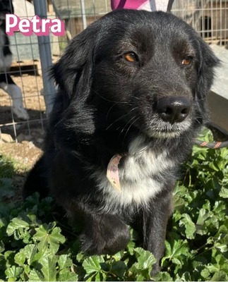 Petra, Mischling - Hündin