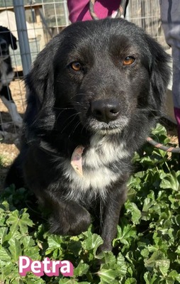 Petra, Mischling - Hündin