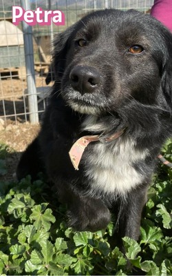 Petra, Mischling - Hündin