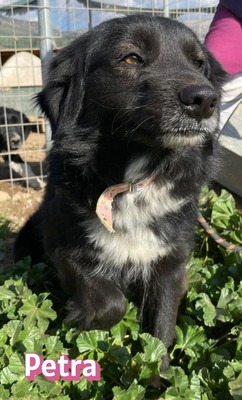 Petra, Mischling - Hündin