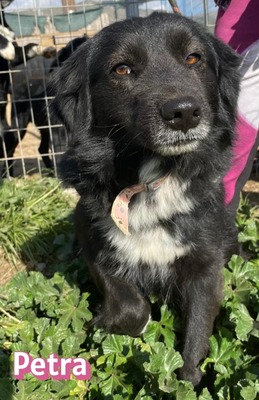 Petra, Mischling - Hündin