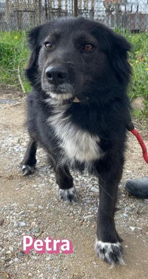 Petra, Mischling - Hündin