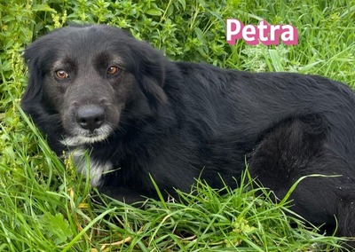 Petra, Mischling - Hündin