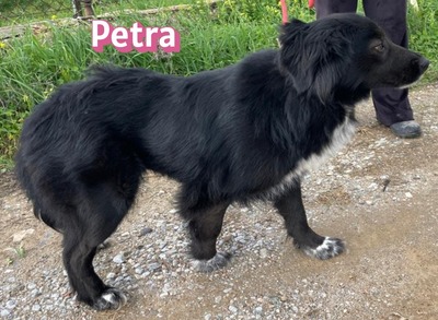 Petra, Mischling - Hündin
