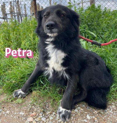 Petra, Mischling - Hündin