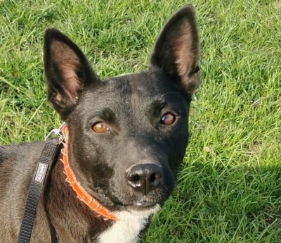 Petra, Schäfer-Mischling - Hündin