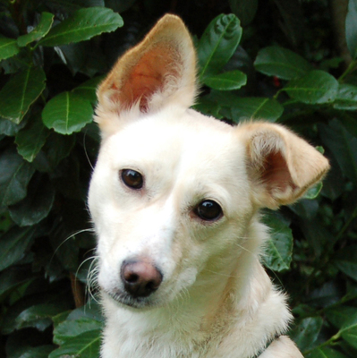 Pfötli, Mischling - Hündin