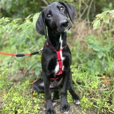 💥Phantom Vizsla - Mischling ist ein süßer Fratz der ein tolles Zuhause sucht 💥, Vizsla - Mischling Welpen - Rüde
