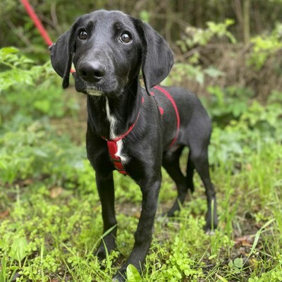 💥Phantom Vizsla - Mischling ist ein süßer Fratz der ein tolles Zuhause sucht 💥, Vizsla - Mischling Welpen - Rüde