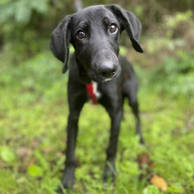 💥Phantom Vizsla - Mischling ist ein süßer Fratz der ein tolles Zuhause sucht 💥, Vizsla - Mischling Welpen - Rüde