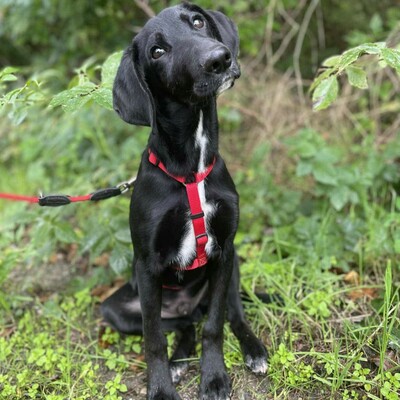 💥Phantom Vizsla - Mischling ist ein süßer Fratz der ein tolles Zuhause sucht 💥, Vizsla - Mischling Welpen - Rüde