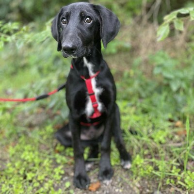 💥Phantom Vizsla - Mischling ist ein süßer Fratz der ein tolles Zuhause sucht 💥, Vizsla - Mischling Welpen - Rüde