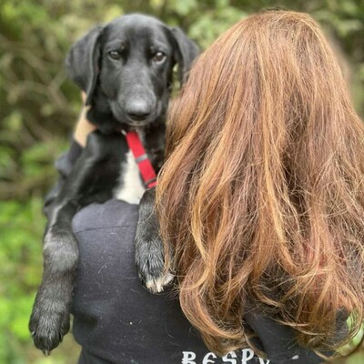 💥Phantom Vizsla - Mischling ist ein süßer Fratz der ein tolles Zuhause sucht 💥, Vizsla - Mischling Welpen - Rüde
