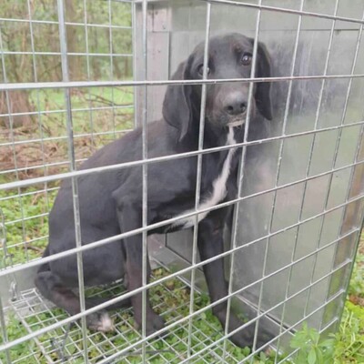 💥Phantom Vizsla - Mischling ist ein süßer Fratz der ein tolles Zuhause sucht 💥, Vizsla - Mischling Welpen - Rüde