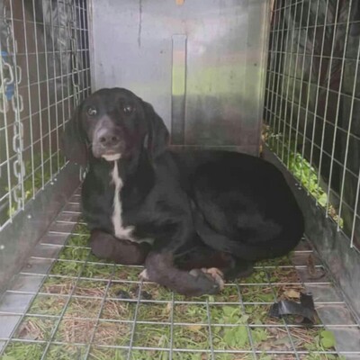 💥Phantom Vizsla - Mischling ist ein süßer Fratz der ein tolles Zuhause sucht 💥, Vizsla - Mischling Welpen - Rüde