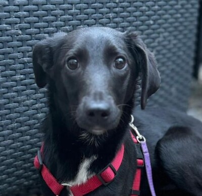 Philina, Mischling - Hündin