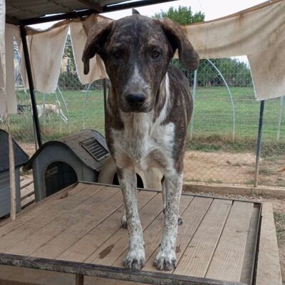 Philip - gerne mittendrin anstatt nur dabei 🥰, Mischling - Hündin