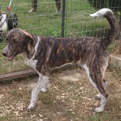 Philip - gerne mittendrin anstatt nur dabei 🥰, Mischling - Hündin