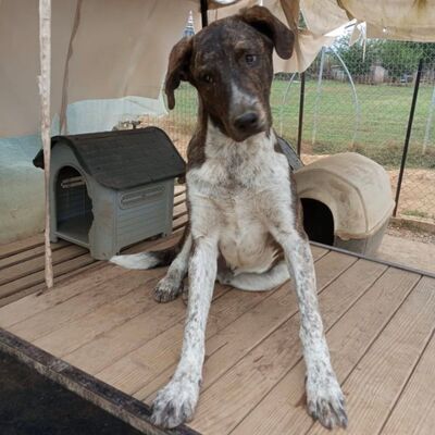 Philip - gerne mittendrin statt nur dabei 🥰, Mischling - Hündin