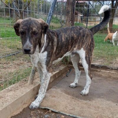 Philip - gerne mittendrin statt nur dabei 🥰, Mischling - Hündin