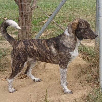 Philip - gerne mittendrin statt nur dabei 🥰, Mischling - Hündin