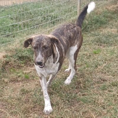 Philip - gerne mittendrin statt nur dabei 🥰, Mischling - Hündin