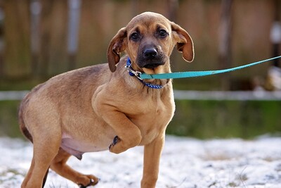 Phillip, Labrador mix Welpen - Rüde