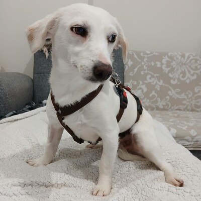 Phillipa - eine leise, freundliche Seele / Reserviert, Mischling - Hündin