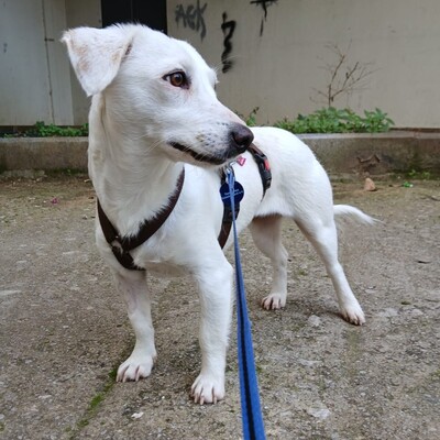 Phillipa - eine leise, freundliche Seele / Reserviert, Mischling - Hündin