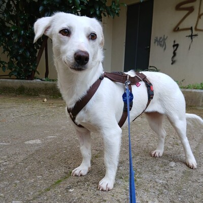 Phillipa - eine leise, freundliche Seele / Reserviert, Mischling - Hündin