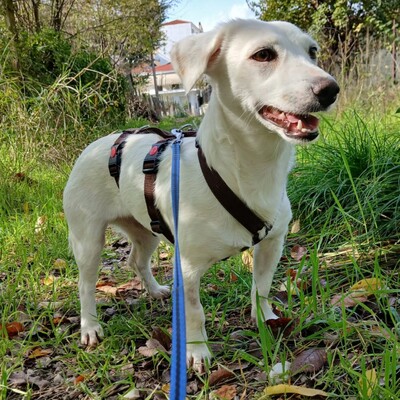 Phillipa - eine leise, freundliche Seele / Reserviert, Mischling - Hündin