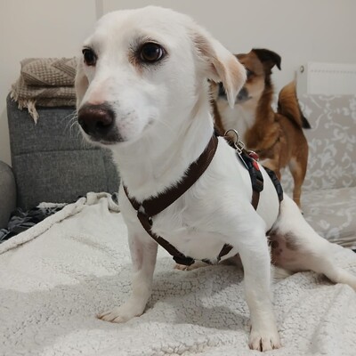 Phillipa - eine leise, freundliche Seele / Vorgemerkt, Mischling - Hündin