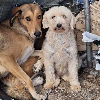 Philly & Chioni - suchen nur gemeinsam 🩵💜, Terrier-Mischling - Hündin