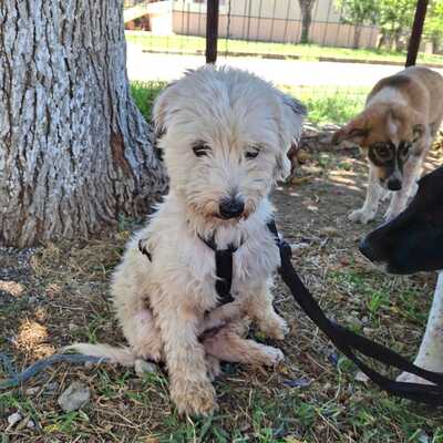 Philly & Chioni - suchen nur gemeinsam 🩵💜, Terrier-Mischling - Hündin